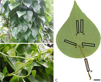 Mechanical investigations of the peltate leaf of Stephania japonica (Menispermaceae): Experiments and a continuum mechanical material model